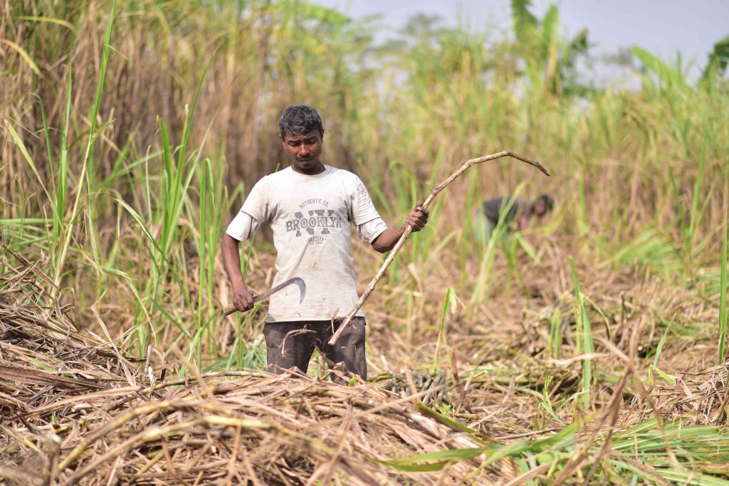 Jaggery Making In Assam