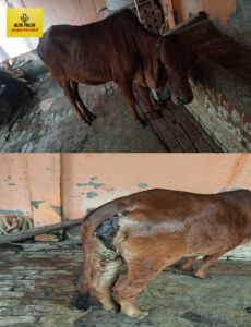 लंपी वायरस का कहर: बिसौली ब्लॉक में सरकारी दावों की खुली पोल, कागज़ों में सिमटा टीकाकरण अभियान