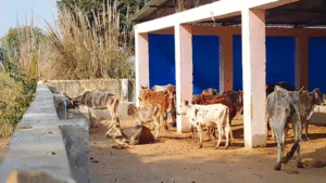 UP NEWS UPDATE :अचलगंज गौशाला में लापरवाही: दर्जनों गौवंश मरे, बिना टेंडर भूसा सप्लाई पर सवाल।