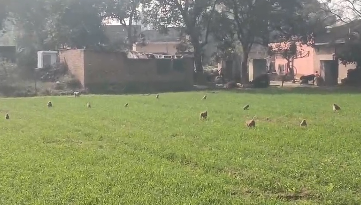 UP NEWS UPDATE :फर्रुखाबाद: बंदरों का फसलों पर हमला, किसान रात-दिन परेशान