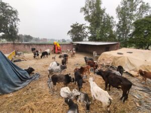 UP NEWS UPDATE :फर्रुखाबाद: भाकुसा ग्रामीणों ने आवारा गौवंशों को खेल मैदान में बंद किया