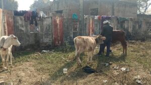 UP NEWS UPDATE :फर्रुखाबाद: अन्ना गौवंश उजाड़ रहे किसानों की फसलें, रातभर जागकर कर रहे रखवाली।