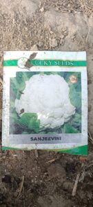 घटिया बीज कंपनी की लापरवाही से दो बीघा फूलगोभी की फसल बर्बाद, किसान आत्महत्या की कगार पर