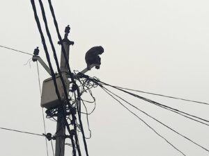 UP NEWS UPDATE :बच्चे के वियोग में 5 दिनों से अन्न-जल त्याग बिजली के पोल पर बैठा बंदर, रेस्क्यू ऑपरेशन भी हुआ फेल।