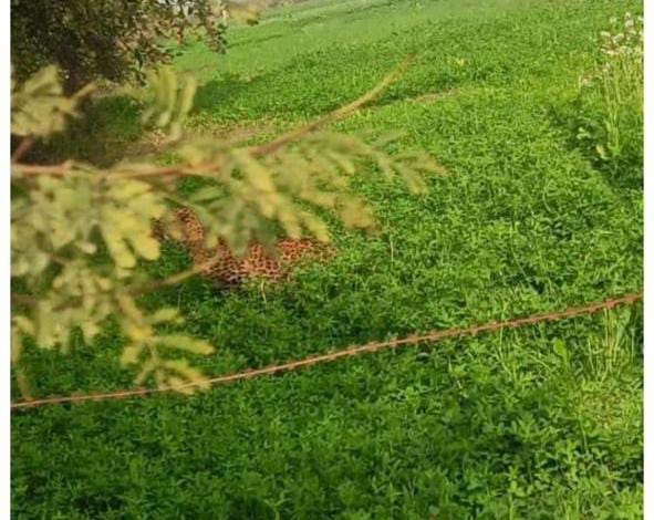 UP NEWS UPDATE :खेतों में तेंदुए का आतंक: रवा गांव हिल गया, ग्रामीण रात भर जागे!