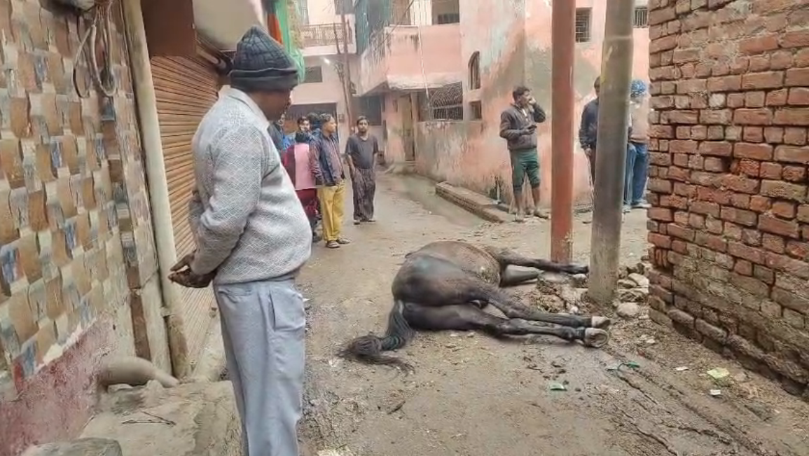 UP NEWS UPDATE :बिजली विभाग की लापरवाही से बेजुबान घोड़े की हुई मौत, पोल में करंट उतरने की वजह से हुआ हादसा