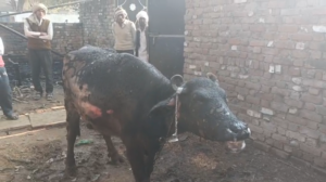 UP NEWS UPDATE :बदायूं: किसान के घर संदिग्ध आग, भैंस व सामान राख, डॉक्टर न आने से खतरा