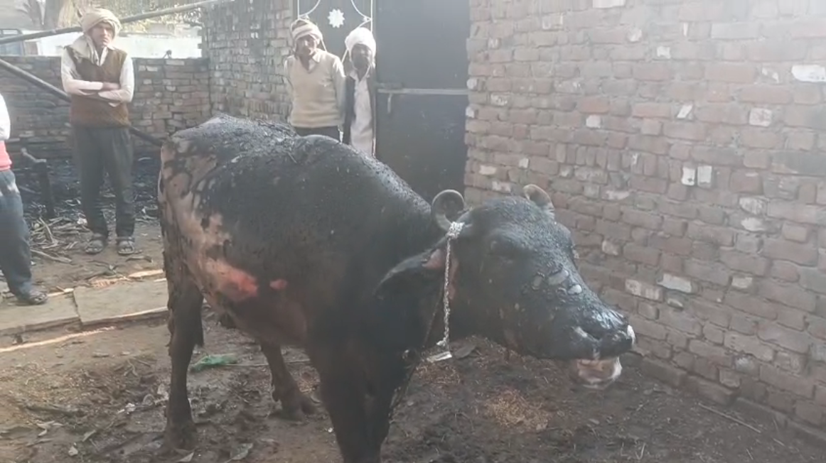 UP NEWS UPDATE :बदायूं: किसान के घर संदिग्ध आग, भैंस व सामान राख, डॉक्टर न आने से खतरा