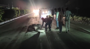 UP NEWS UPDATE :प्रेमपुर हाईवे पर नीलगाय हादसा: बाइक सवार की दर्दनाक मौत