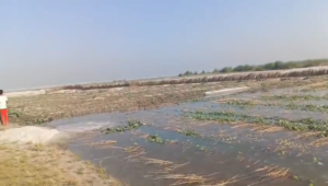 UP NEWS UPDATE :कासगंज में गंगा का उफान: हजारों बीघा पालेज फसलें जलमग्न, किसान हाहाकार