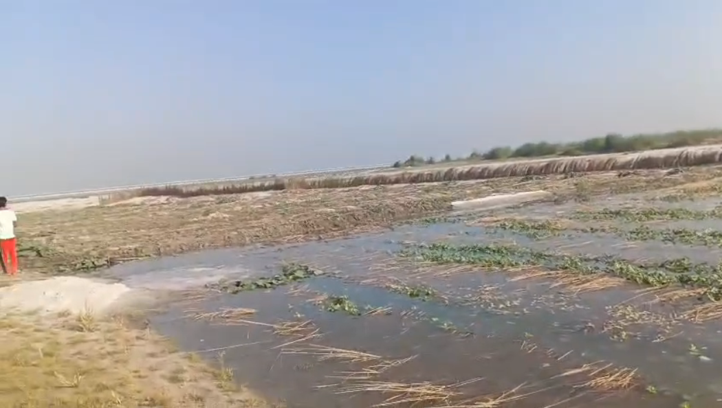 UP NEWS UPDATE :कासगंज में गंगा का उफान: हजारों बीघा पालेज फसलें जलमग्न, किसान हाहाकार