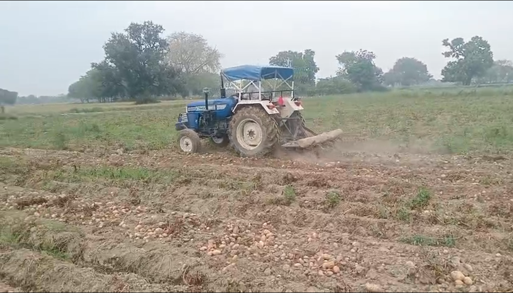 UP NEWS UPDATE :आलू सस्ते होने से हताश किसान ने खड़ी फसल खेत में ही जुतवाई – कन्नौज