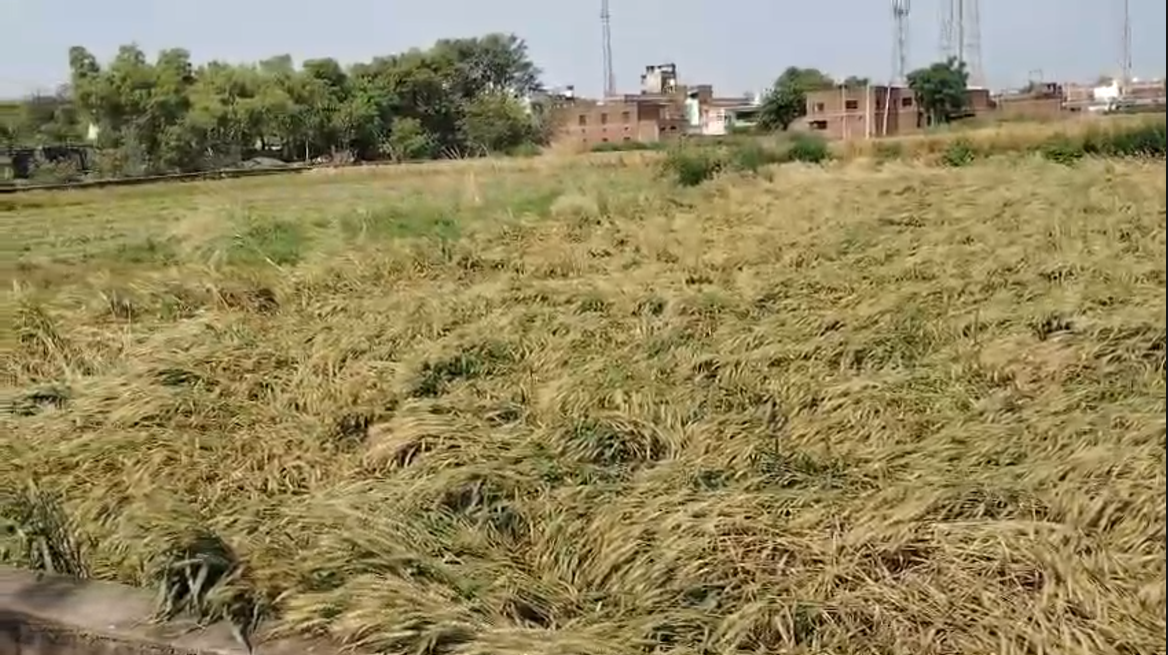 UP NEWS UPDATE :कन्नौज में बेमौसम ओलावृष्टि-बारिश: किसानों की गेहूं-आलू फसल चौपट, लाखों का नुकसान